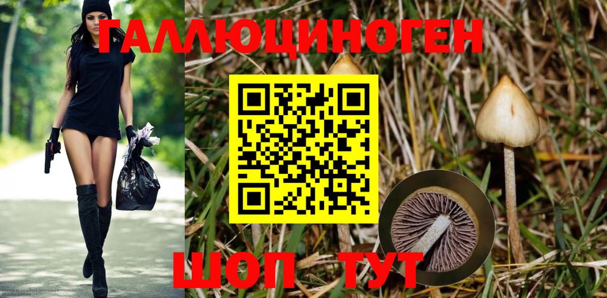 Псилоцибиновые грибы GOLDEN TEACHER  Вход с VPN  Новоалтайск 